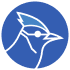 Birdeye Jay